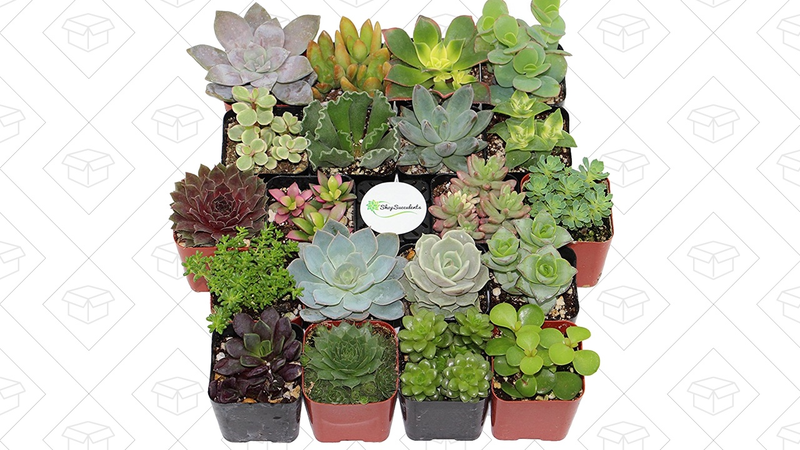 Illustration for article titled Today’s best deals: Succulents, turntables, and more
